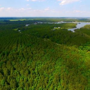 Photo of SOLD!  45 acre Hunting and Timber Land for Sale in Pamlico County NC!