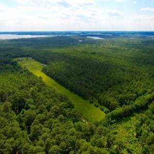 Photo of SOLD!  45 acre Hunting and Timber Land for Sale in Pamlico County NC!