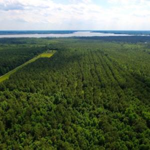 Photo of SOLD!  45 acre Hunting and Timber Land for Sale in Pamlico County NC!