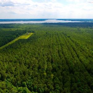Photo of SOLD!  45 acre Hunting and Timber Land for Sale in Pamlico County NC!