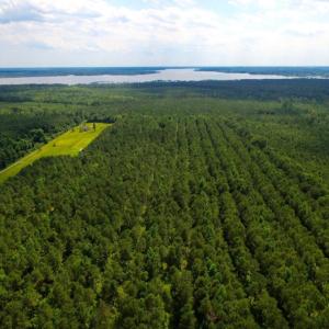 Photo of SOLD!  45 acre Hunting and Timber Land for Sale in Pamlico County NC!