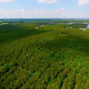 Photo of SOLD!  45 acre Hunting and Timber Land for Sale in Pamlico County NC!