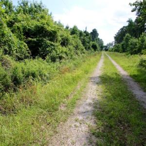 Photo of SOLD!  45 acre Hunting and Timber Land for Sale in Pamlico County NC!