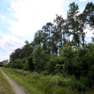 Photo of SOLD!  45 acre Hunting and Timber Land for Sale in Pamlico County NC!