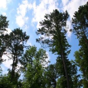Photo of SOLD!  45 acre Hunting and Timber Land for Sale in Pamlico County NC!