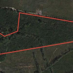 Photo of SOLD!  48.2 Acres of Timber Land For Sale in Halifax County NC!
