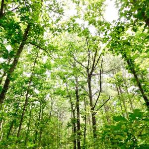 Photo of SOLD!  48.2 Acres of Timber Land For Sale in Halifax County NC!
