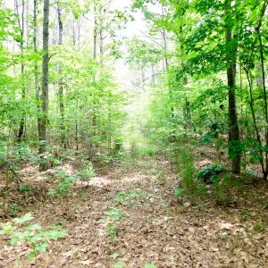 Photo of SOLD!  48.2 Acres of Timber Land For Sale in Halifax County NC!
