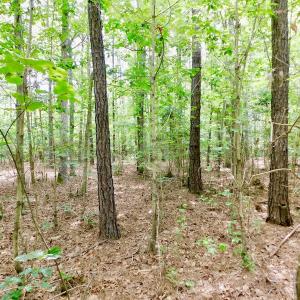 Photo of SOLD!  48.2 Acres of Timber Land For Sale in Halifax County NC!