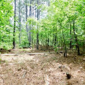 Photo of SOLD!  48.2 Acres of Timber Land For Sale in Halifax County NC!