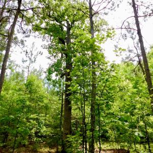 Photo of SOLD!  48.2 Acres of Timber Land For Sale in Halifax County NC!