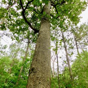 Photo of SOLD!  48.2 Acres of Timber Land For Sale in Halifax County NC!