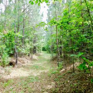 Photo of SOLD!  48.2 Acres of Timber Land For Sale in Halifax County NC!