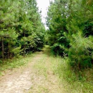 Photo of SOLD!  48.2 Acres of Timber Land For Sale in Halifax County NC!