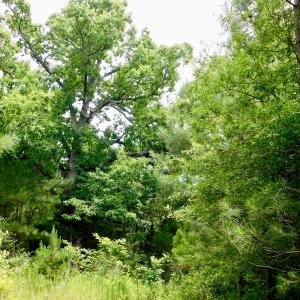 Photo of SOLD!  48.2 Acres of Timber Land For Sale in Halifax County NC!