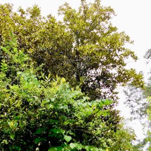 Photo of SOLD!  48.2 Acres of Timber Land For Sale in Halifax County NC!