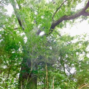 Photo of SOLD!  48.2 Acres of Timber Land For Sale in Halifax County NC!