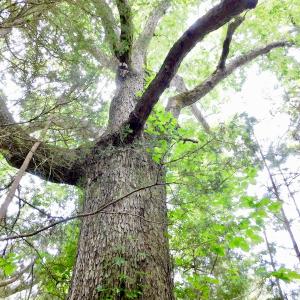 Photo of SOLD!  48.2 Acres of Timber Land For Sale in Halifax County NC!
