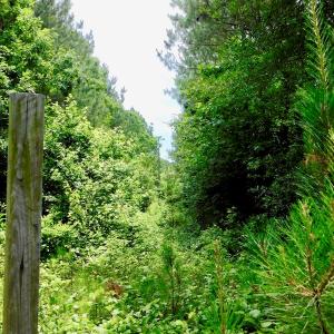 Photo of SOLD!  48.2 Acres of Timber Land For Sale in Halifax County NC!