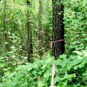 Photo of SOLD!  48.2 Acres of Timber Land For Sale in Halifax County NC!