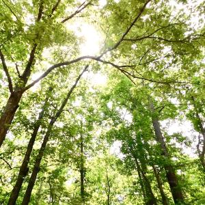 Photo of SOLD!  48.2 Acres of Timber Land For Sale in Halifax County NC!