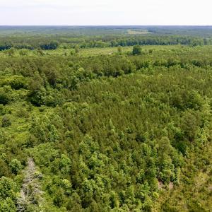 Photo of SOLD!  48.2 Acres of Timber Land For Sale in Halifax County NC!