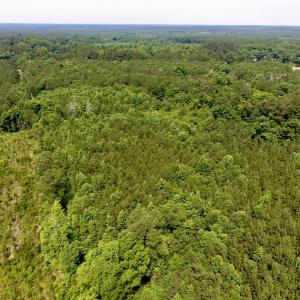 Photo of SOLD!  48.2 Acres of Timber Land For Sale in Halifax County NC!