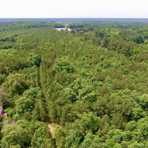 Photo of SOLD!  48.2 Acres of Timber Land For Sale in Halifax County NC!