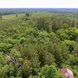 Photo of SOLD!  48.2 Acres of Timber Land For Sale in Halifax County NC!