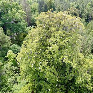 Photo of SOLD!  48.2 Acres of Timber Land For Sale in Halifax County NC!