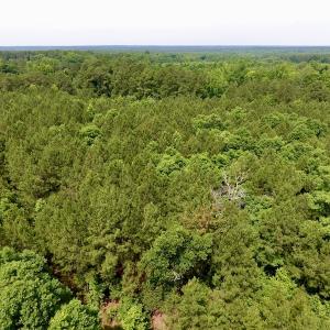 Photo of SOLD!  48.2 Acres of Timber Land For Sale in Halifax County NC!