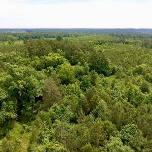 Photo of SOLD!  48.2 Acres of Timber Land For Sale in Halifax County NC!