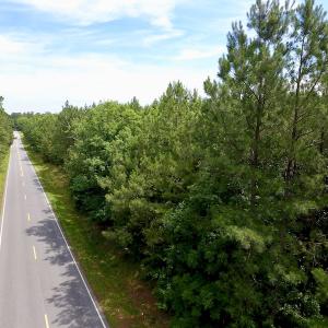 Photo of SOLD!  48.2 Acres of Timber Land For Sale in Halifax County NC!