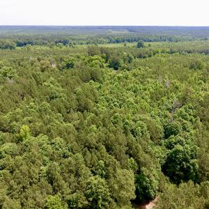 Photo of SOLD!  48.2 Acres of Timber Land For Sale in Halifax County NC!