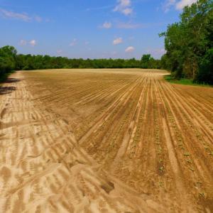 Photo of UNDER CONTRACT!  78.5 Acres of Farm and Timber Land for Sale in Jones County NC!