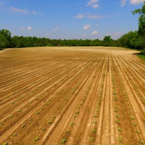 Photo of UNDER CONTRACT!  78.5 Acres of Farm and Timber Land for Sale in Jones County NC!