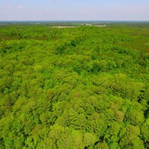 Photo of UNDER CONTRACT!  78.5 Acres of Farm and Timber Land for Sale in Jones County NC!