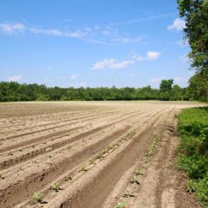 Photo of UNDER CONTRACT!  78.5 Acres of Farm and Timber Land for Sale in Jones County NC!