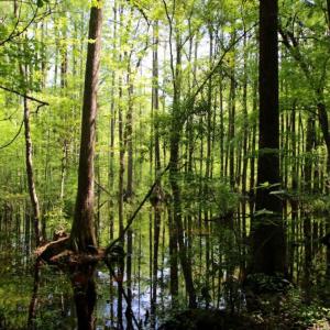 Photo of UNDER CONTRACT!  78.5 Acres of Farm and Timber Land for Sale in Jones County NC!