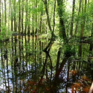 Photo of UNDER CONTRACT!  78.5 Acres of Farm and Timber Land for Sale in Jones County NC!