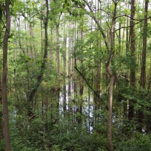 Photo of UNDER CONTRACT!  78.5 Acres of Farm and Timber Land for Sale in Jones County NC!