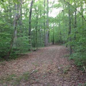 Photo of SOLD!  11 Acres of Hunting Land for Sale in Brunswick County VA!