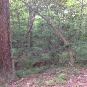 Photo of SOLD!  11 Acres of Hunting Land for Sale in Brunswick County VA!