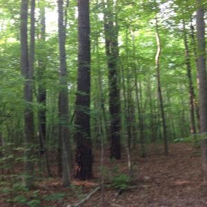Photo of SOLD!  11 Acres of Hunting Land for Sale in Brunswick County VA!