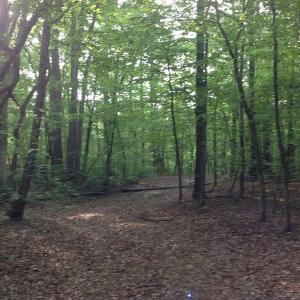 Photo of SOLD!  11 Acres of Hunting Land for Sale in Brunswick County VA!