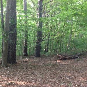 Photo of SOLD!  11 Acres of Hunting Land for Sale in Brunswick County VA!