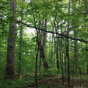 Photo of SOLD!  11 Acres of Hunting Land for Sale in Brunswick County VA!