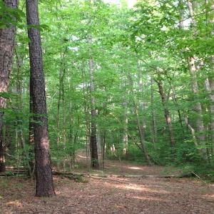Photo of SOLD!  11 Acres of Hunting Land for Sale in Brunswick County VA!