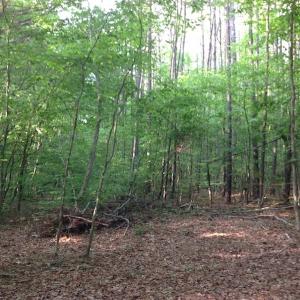 Photo of SOLD!  11 Acres of Hunting Land for Sale in Brunswick County VA!