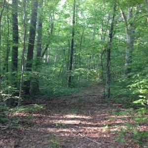 Photo of SOLD!  11 Acres of Hunting Land for Sale in Brunswick County VA!